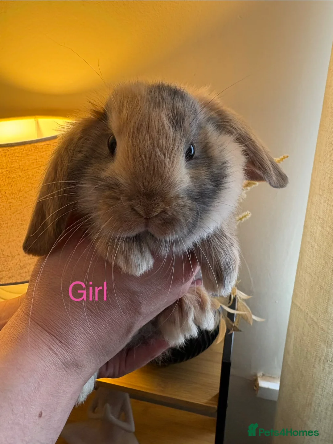 Mini Lop rabbits for sale: Beautiful Mini Lop Bunnies - ready 1st April  - Advert 2