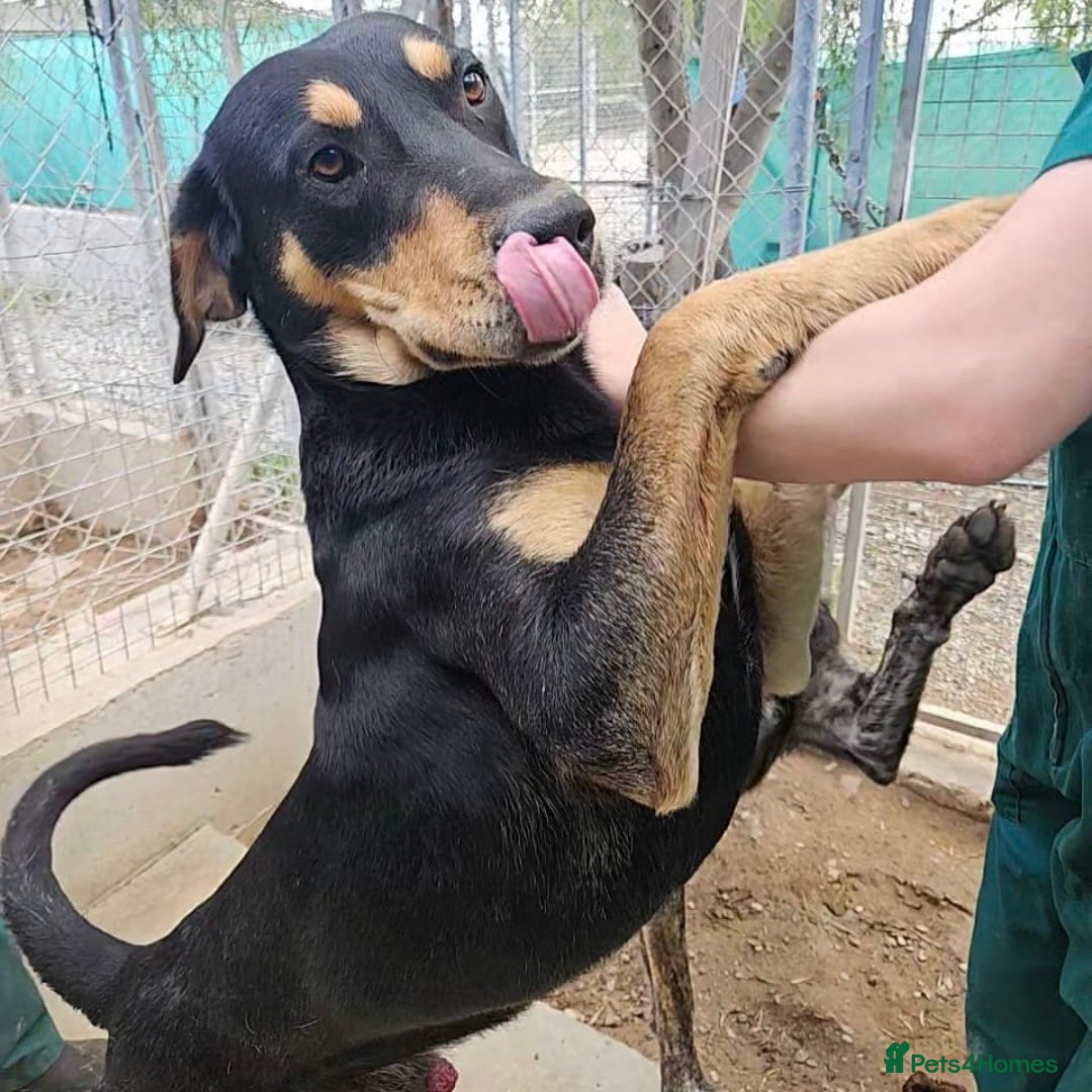 Mixed Breed dogs for adoption: Parker (Hound mix) - Image 19