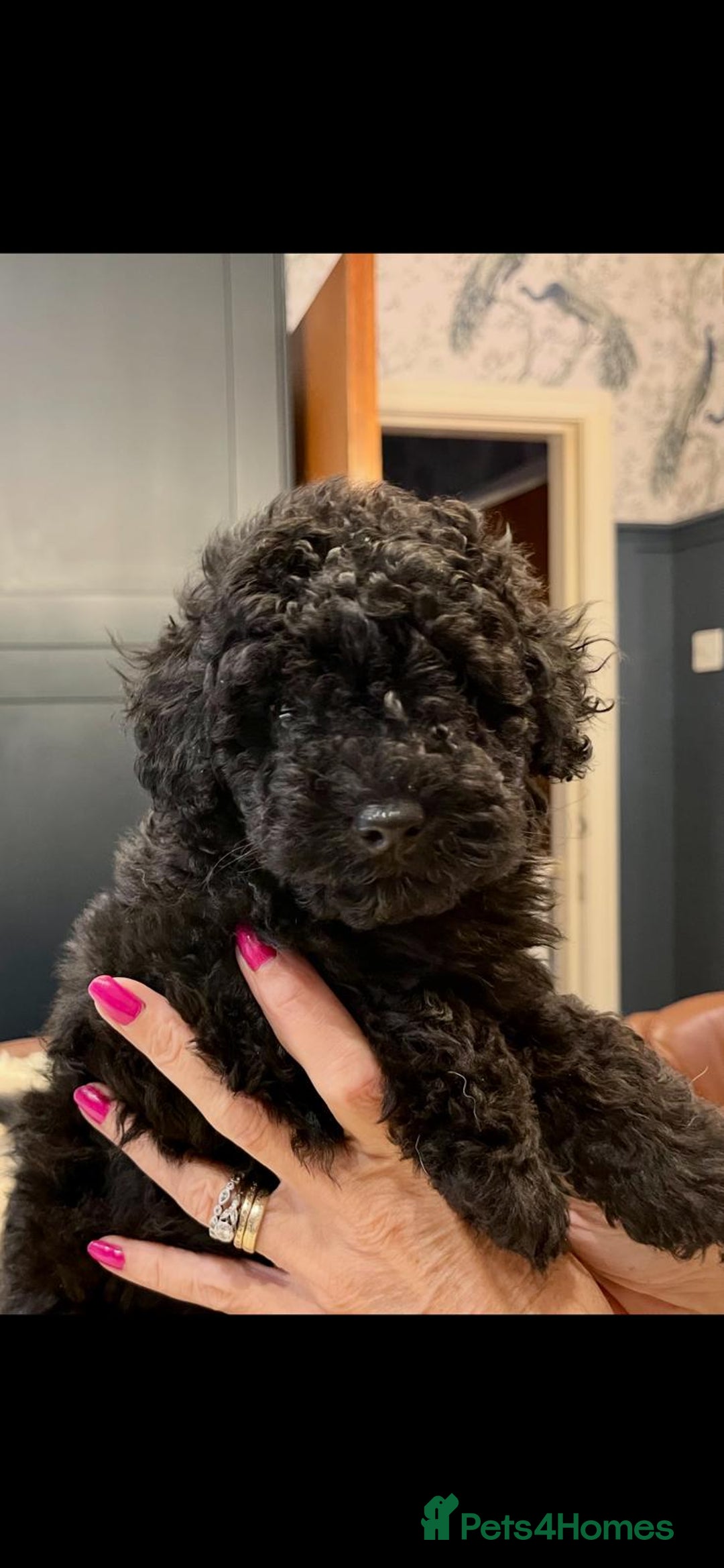 Toy Poodle dogs for sale: Quality pups from health tested parent's  - Advert 15