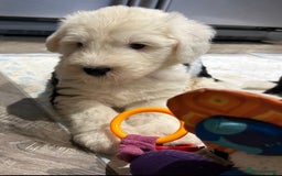 Old English Sheepdog dogs for sale: Kennel Club Reg Old English Sheepdog Puppies - Image 4