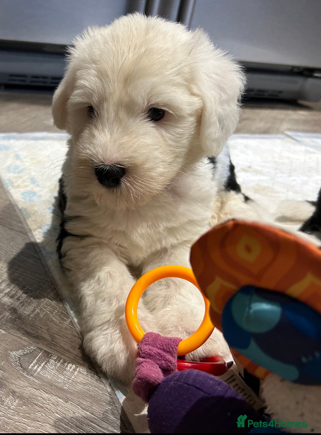 Old English Sheepdog dogs for sale: Kennel Club Reg Old English Sheepdog Puppies - Image 4