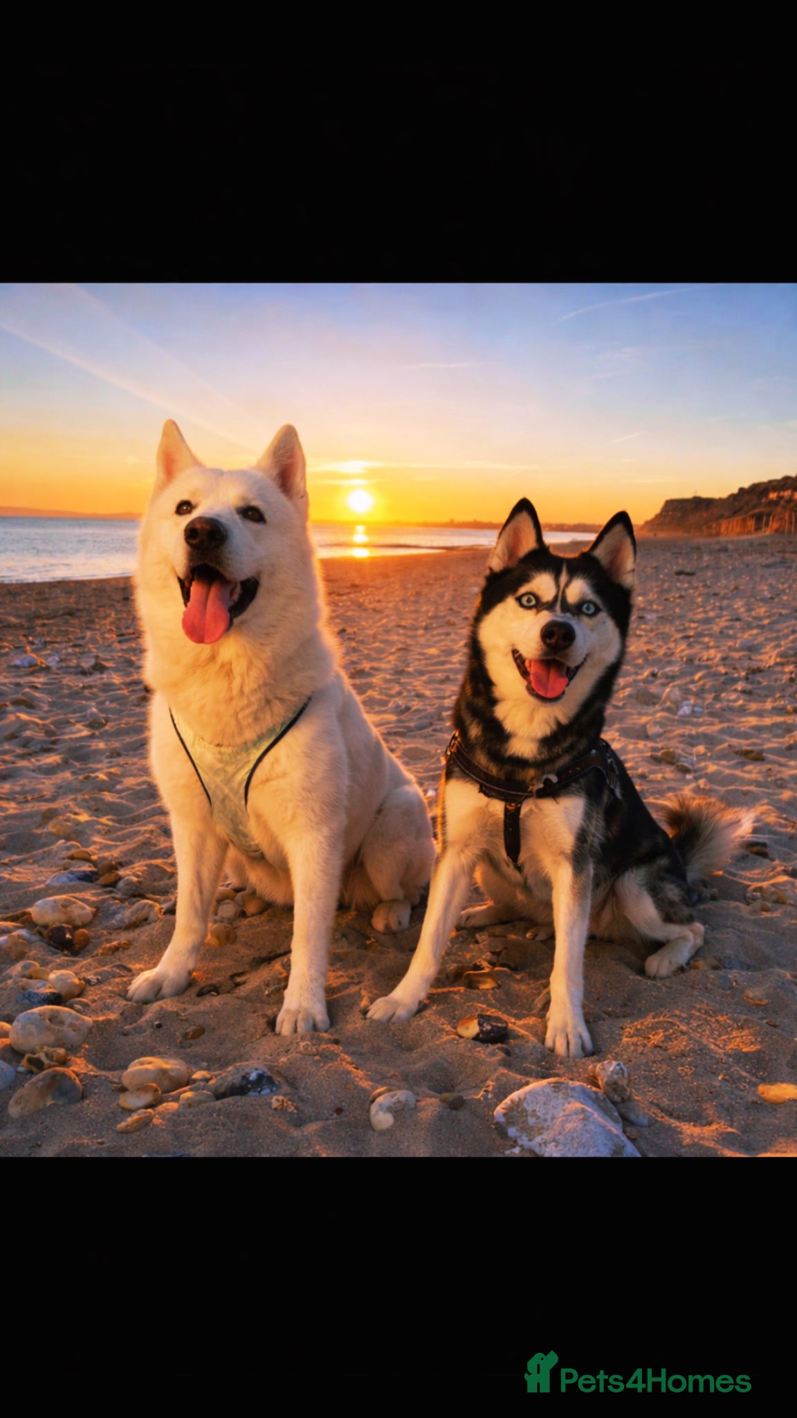 Siberian Husky dogs 1 PURE SIBERIAN HUSKY PUP LEFT - Advert 5