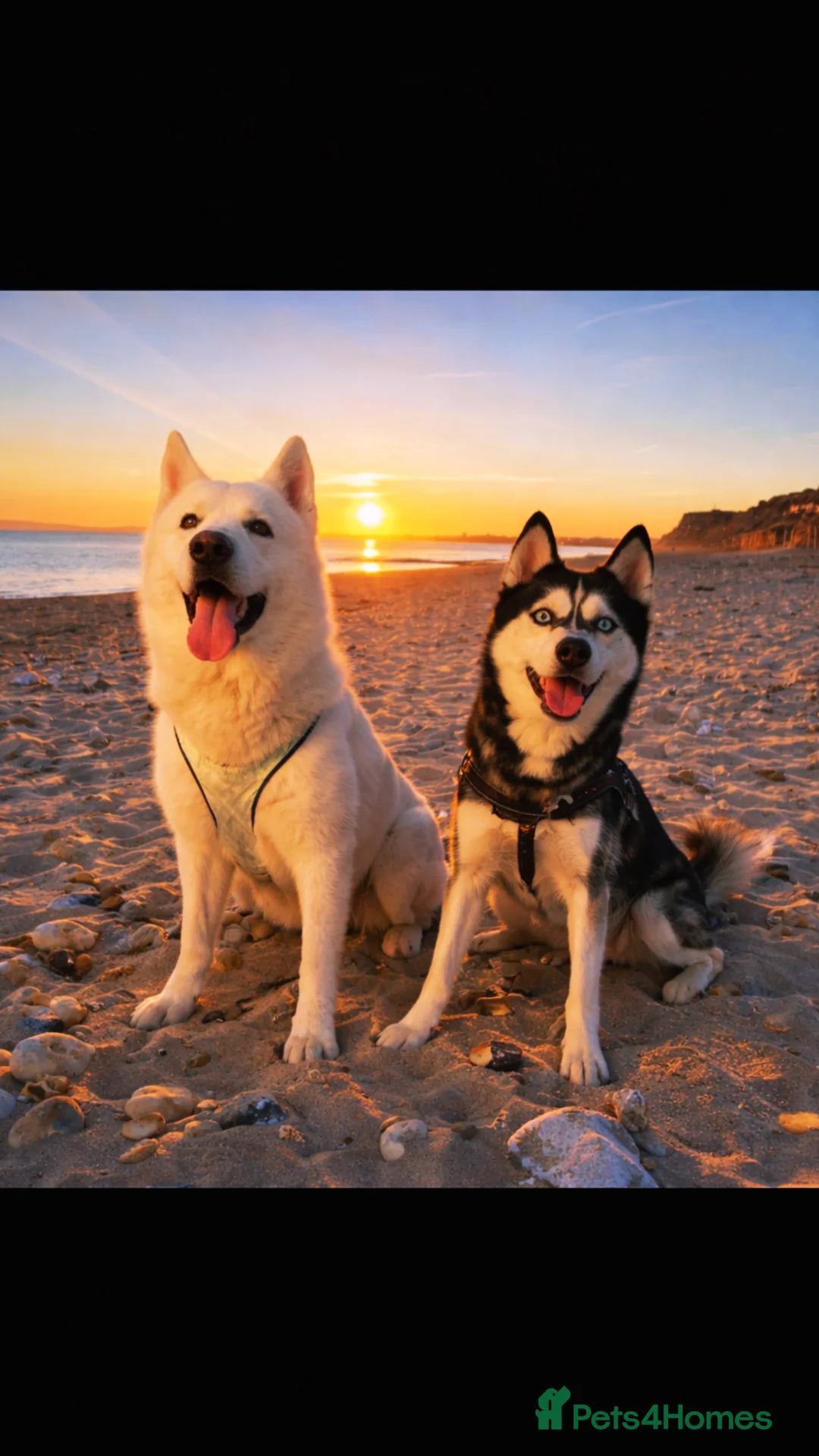 Siberian Husky dogs for sale: 1 PURE SIBERIAN HUSKY PUP LEFT - Advert 1