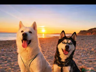 Siberian Husky dogs 1 PURE SIBERIAN HUSKY PUP LEFT - Advert 6