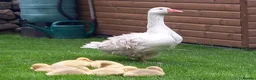 Geese poultry for sale: Sebastapol Hatchlings For Sale - Advert 2