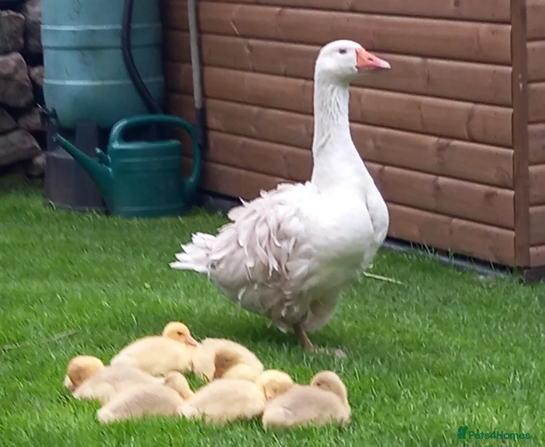 Geese poultry for sale: Sebastapol Hatchlings For Sale - Advert 2