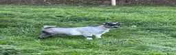 Goats livestock for sale: 2 x Pygmy Wether kids pure breed - Advert 4