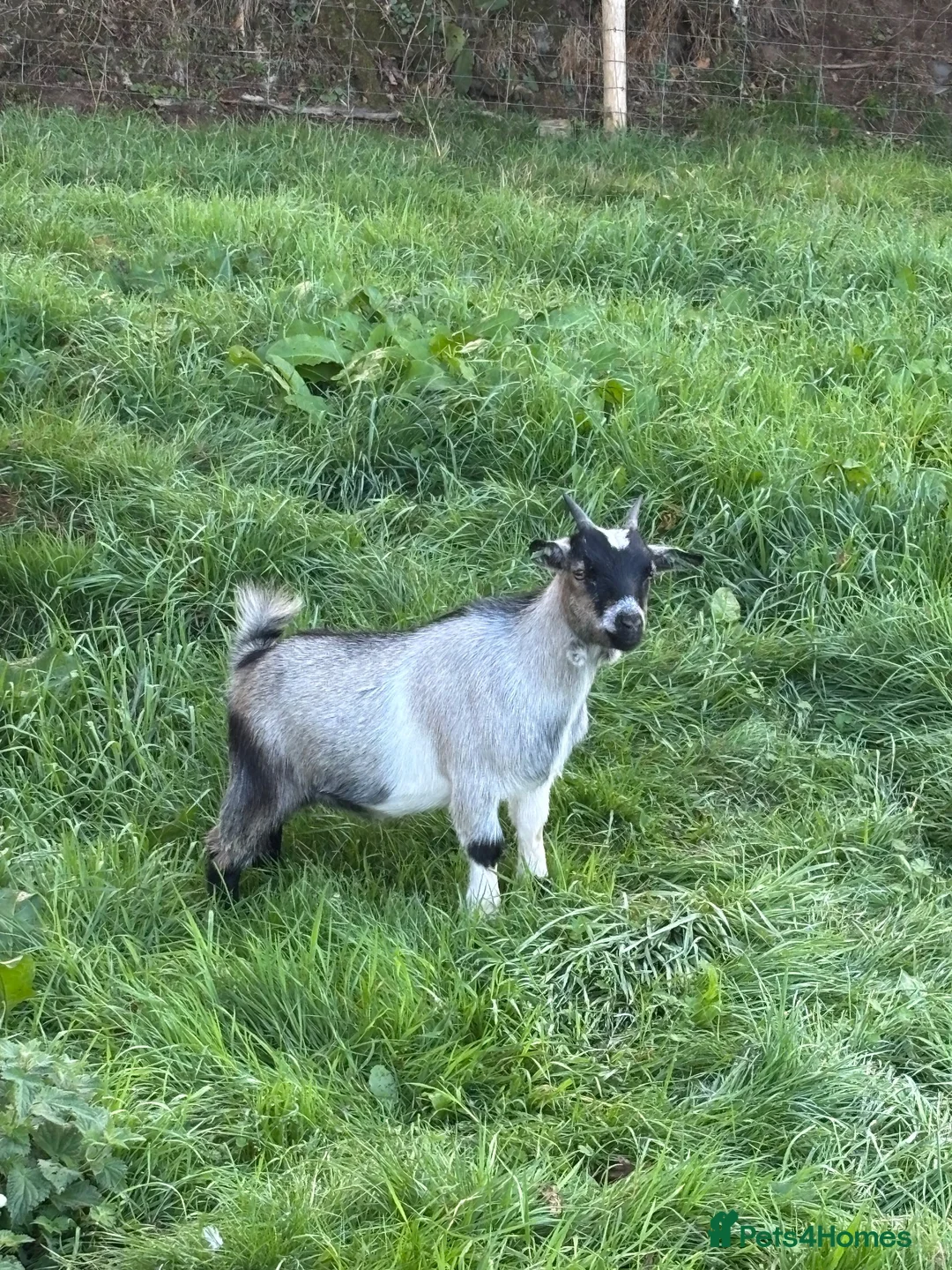 Goats livestock for sale: 2 x Pygmy Wether kids pure breed - Advert 4