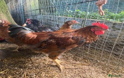 Chickens poultry for sale: Welsummer, Barnevelder & Barnevelder X Cockerels - Image 3