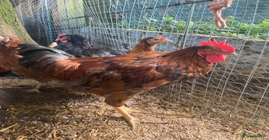 Chickens poultry - Advert 5
