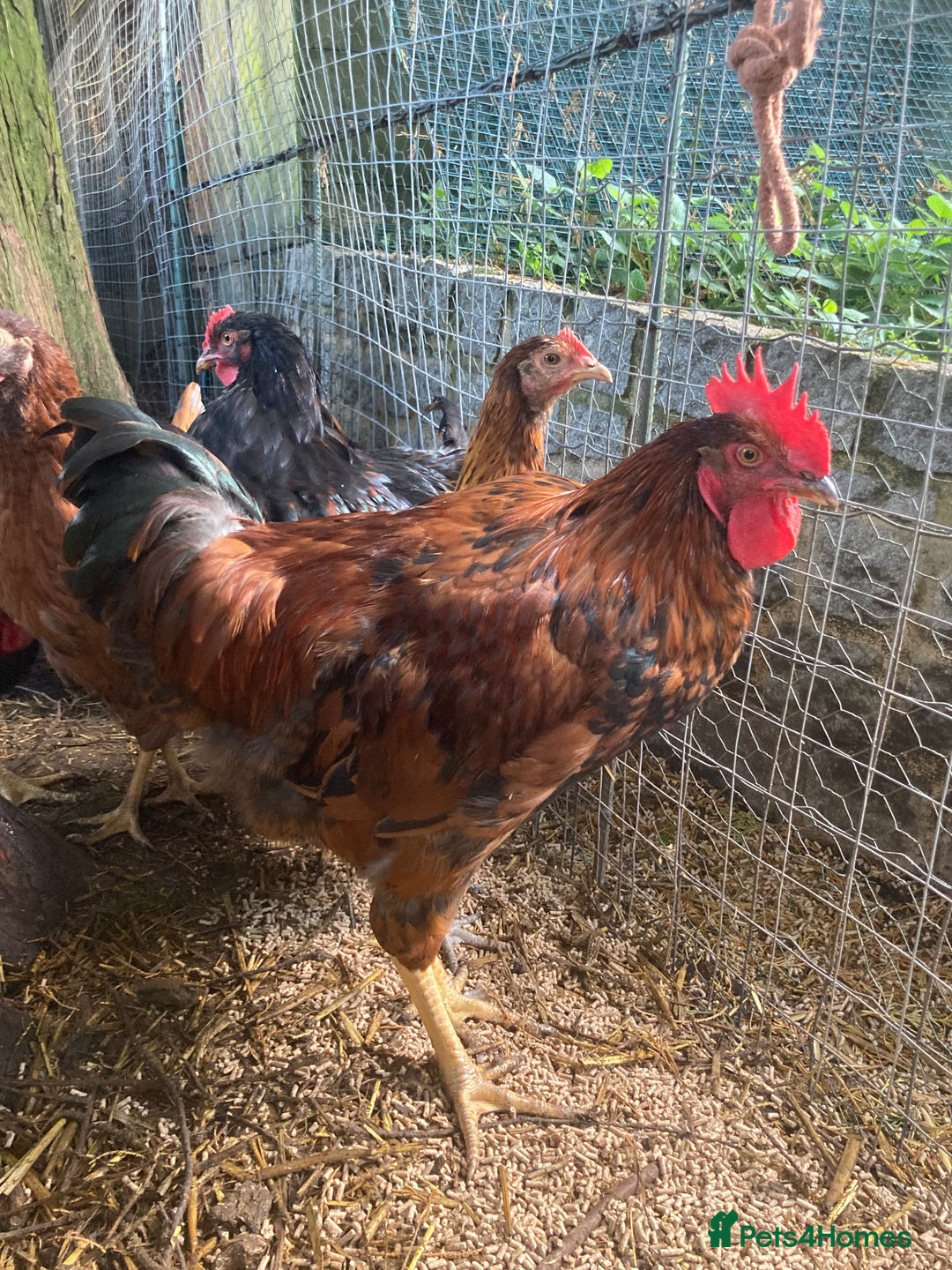 Chickens poultry for sale: Welsummer, Barnevelder & Barnevelder X Cockerels - Image 3