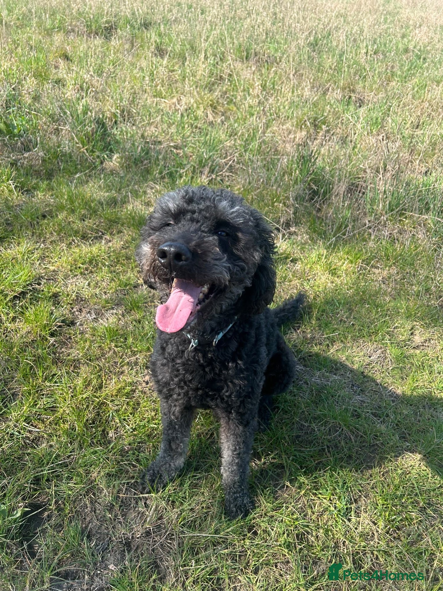 Labradoodle dogs for sale: Marley 9 years extra loving needs the perfect home - Advert 4