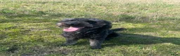 Labradoodle dogs for sale: Marley 9 years extra loving needs the perfect home - Advert 1