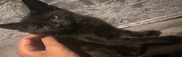 Domestic Shorthair cats for sale: 2 Gorgeous, Semi-Long haired, 11 week old Siblings - Advert 4