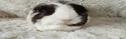 Guinea Pig rodents for sale: 1 boy 6 girls - Advert 8