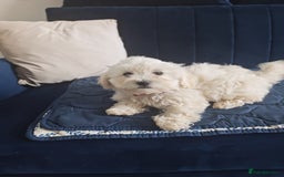 Bichon Frise dogs for sale: In search of a sweet home - Image 12