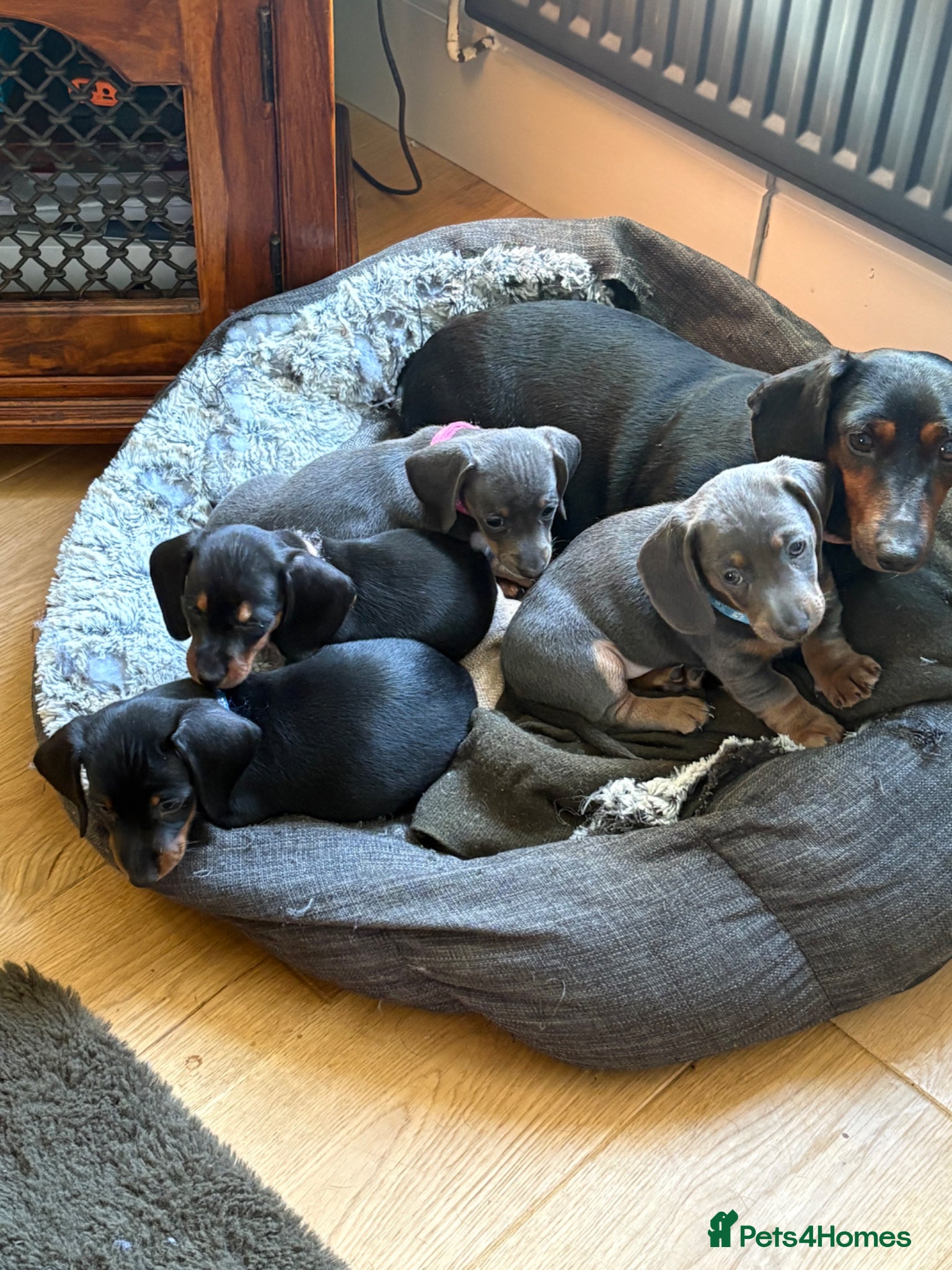 Miniature Dachshund dogs 8 week old miniature dachshund puppies - Advert 1