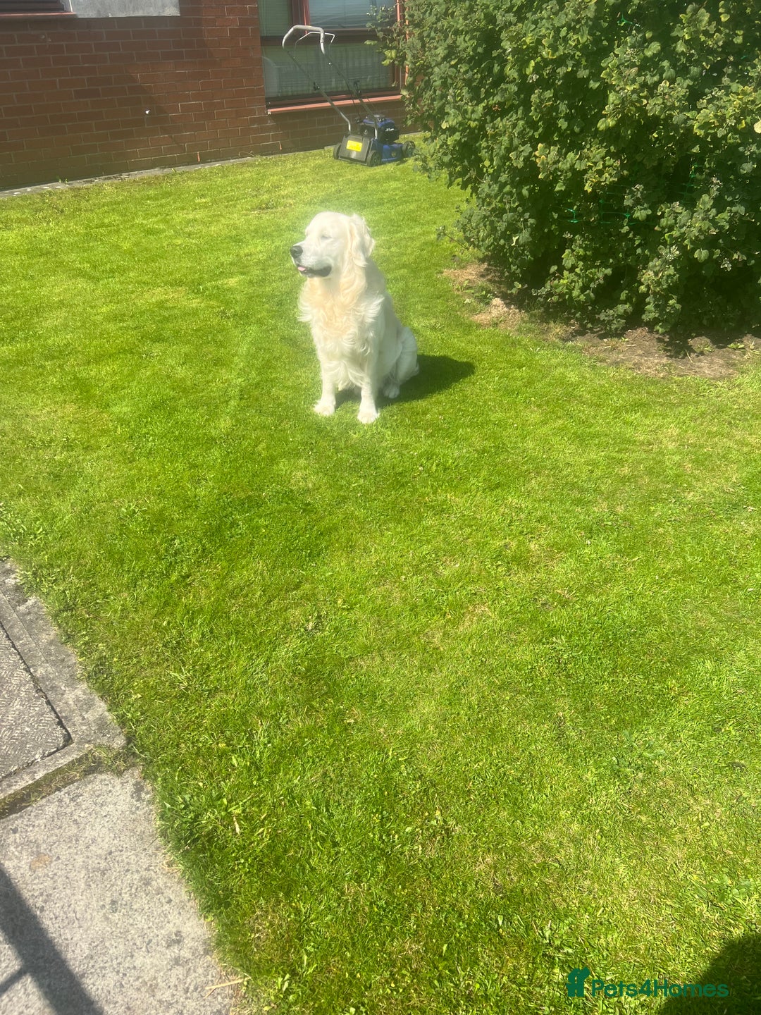 Golden Retriever dogs for stud: Zeus  - Advert 7