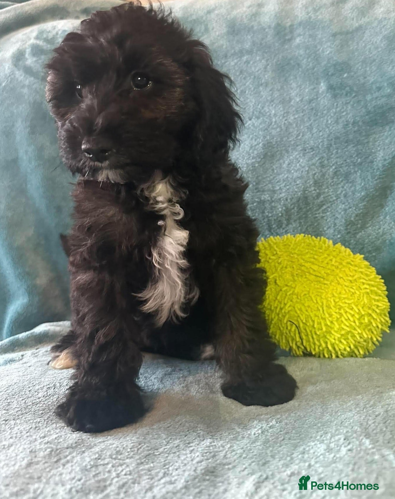 Australian Labradoodle dogs Australian Labradoodle Small Size  - Advert 2