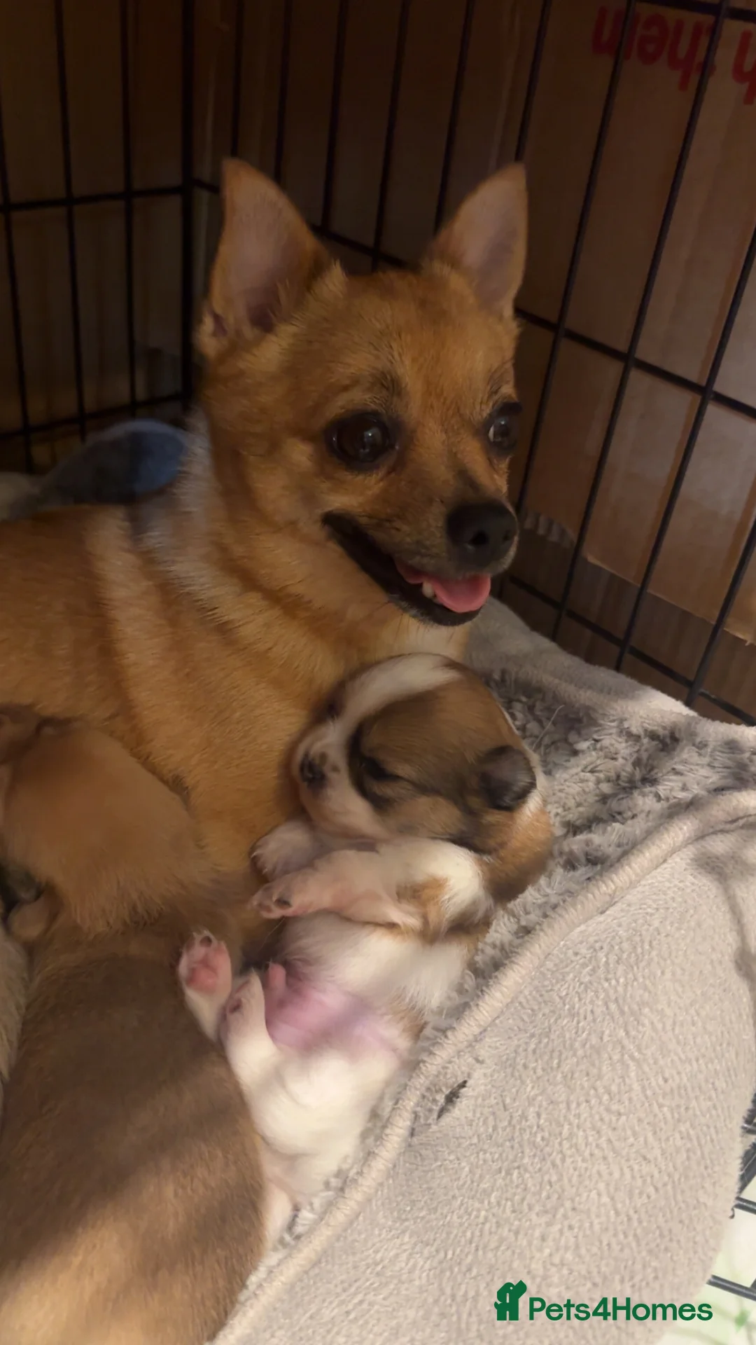 Pomchi dogs for sale:  Adorable Pomchi Puppies Looking for Forever Homes in Bakewell - Advert 2