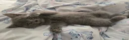 British Shorthair cats for sale: Purebred British Shorthair Kittens - 2 left! - Advert 5