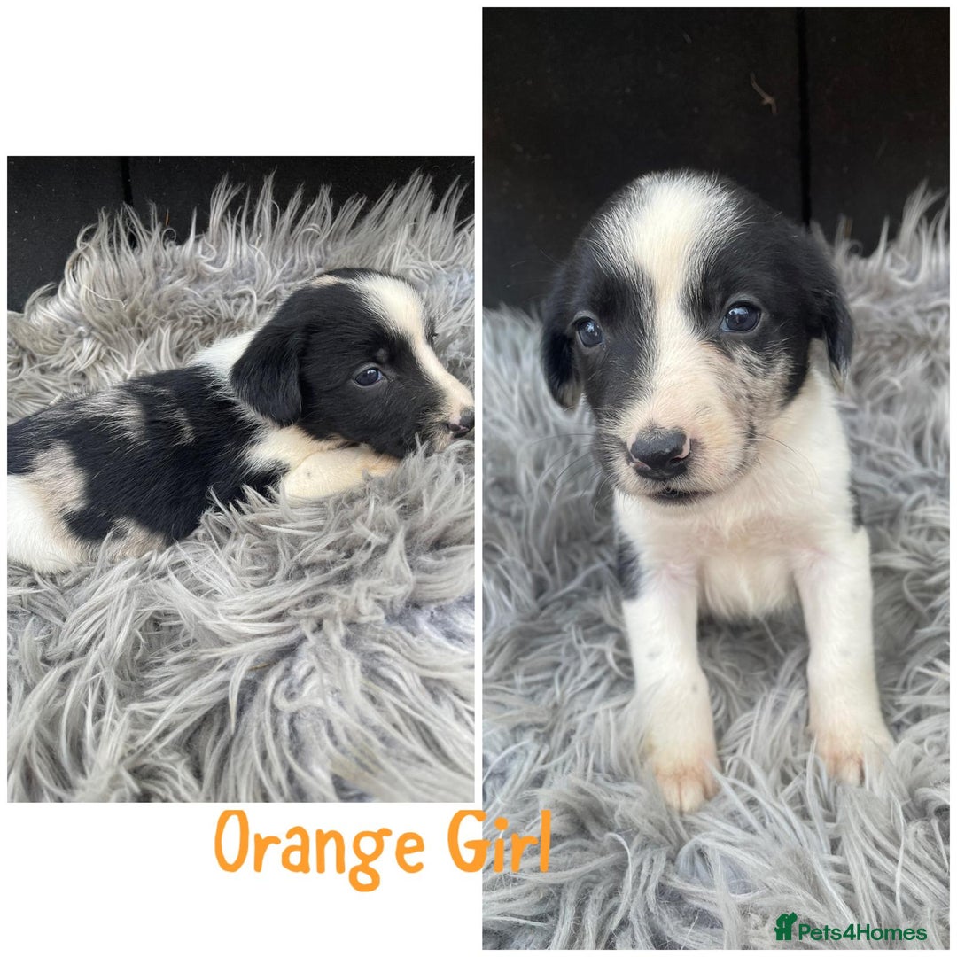 Sprollie dogs for sale: 🩶Beautiful Sprollie Puppies🩶 - Image 6