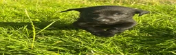 Mixed Breed dogs for sale: Labrador cross puppies  - Advert 9