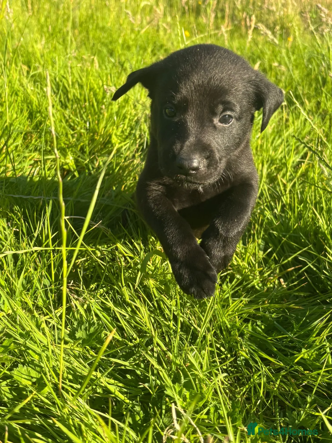 Mixed Breed dogs for sale: Labrador cross puppies  - Advert 9
