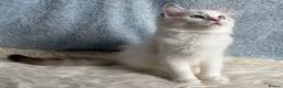 Ragdoll cats for sale: Beautiful Tica Register Kittens Ragdoll - Advert 3