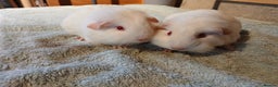 Guinea Pig rodents for sale: Pet female guinea pigs - Advert 2