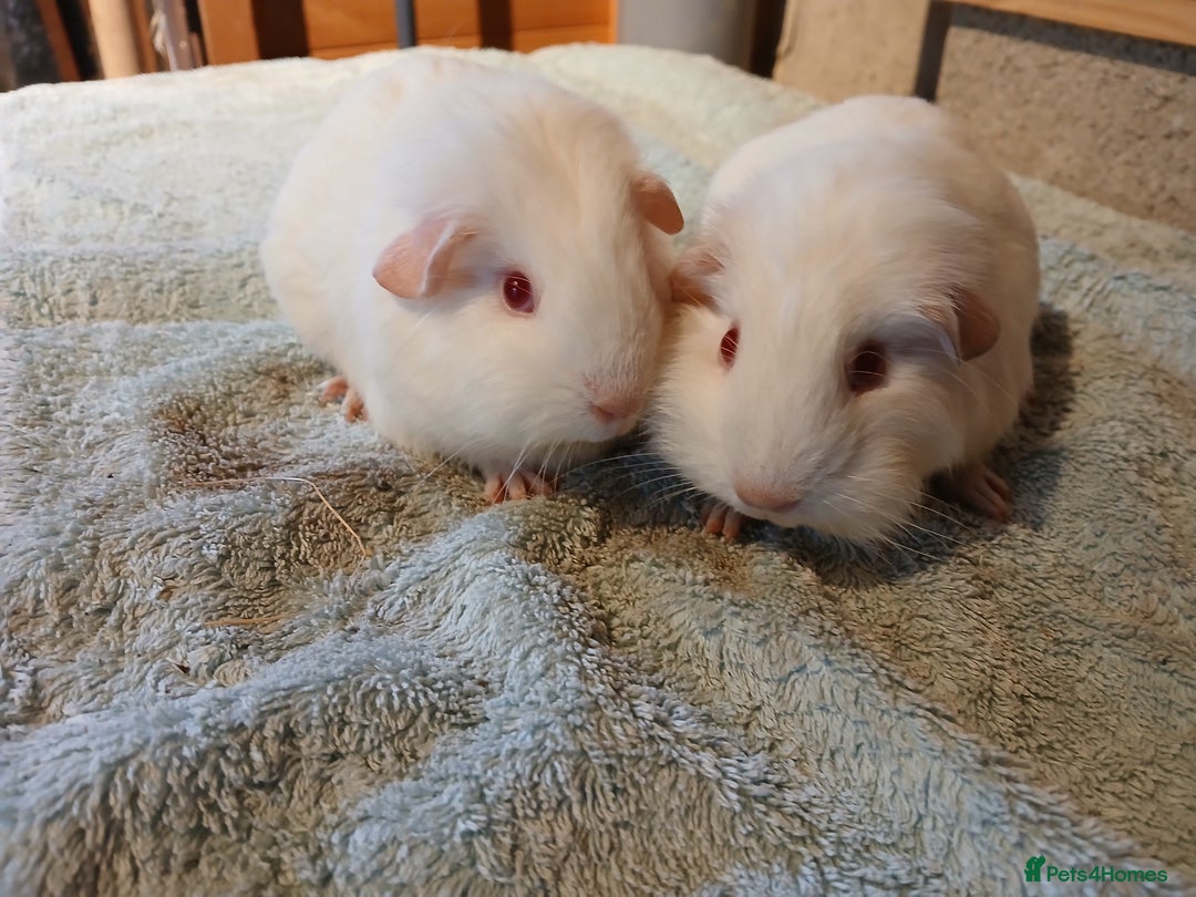 Guinea Pig rodents for sale: Pet female guinea pigs - Advert 2