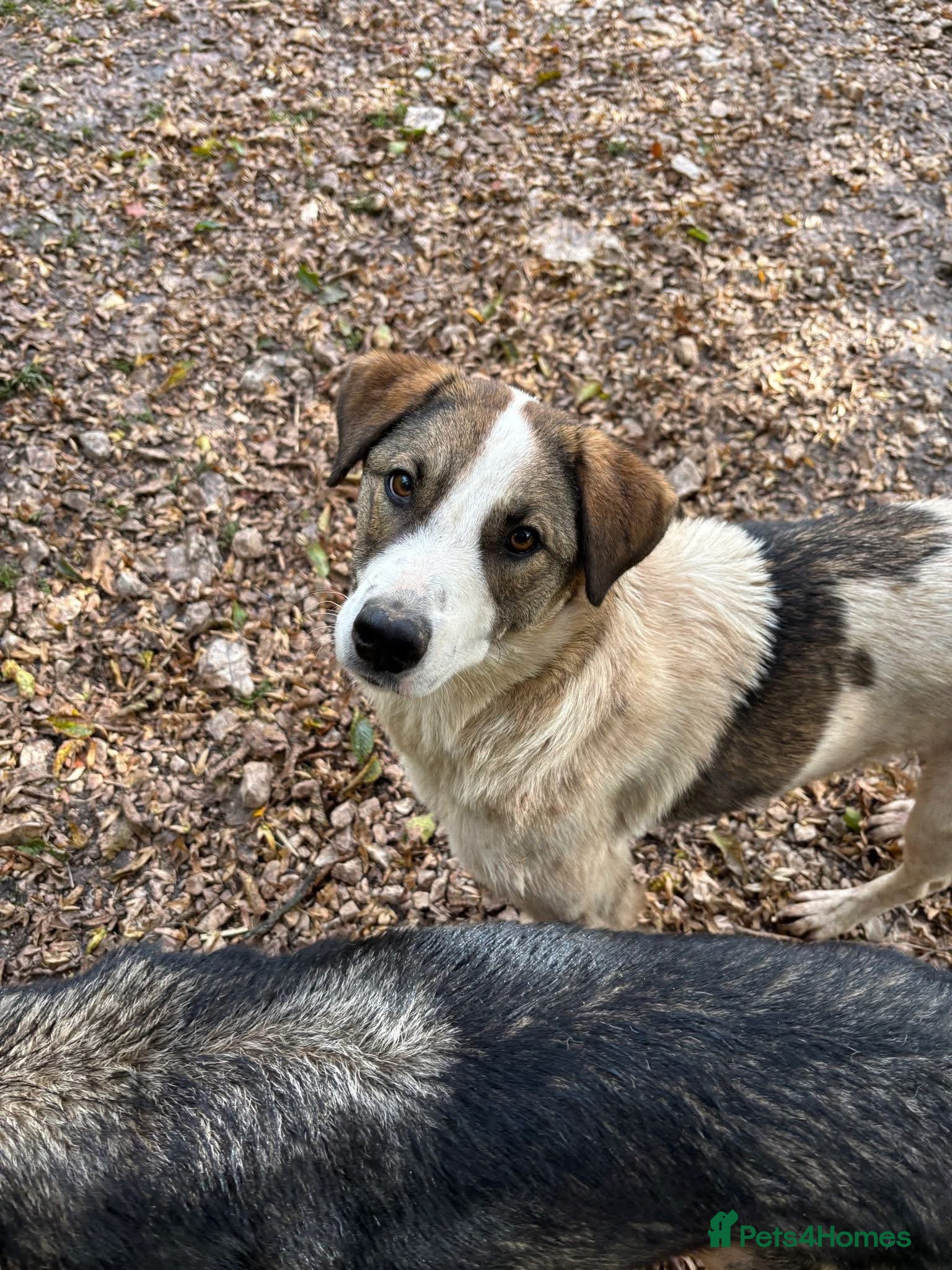 Could you be the family Mercy — Mixed Breed