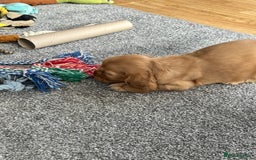 Cocker Spaniel dogs for sale: Handsome boys - Image 17