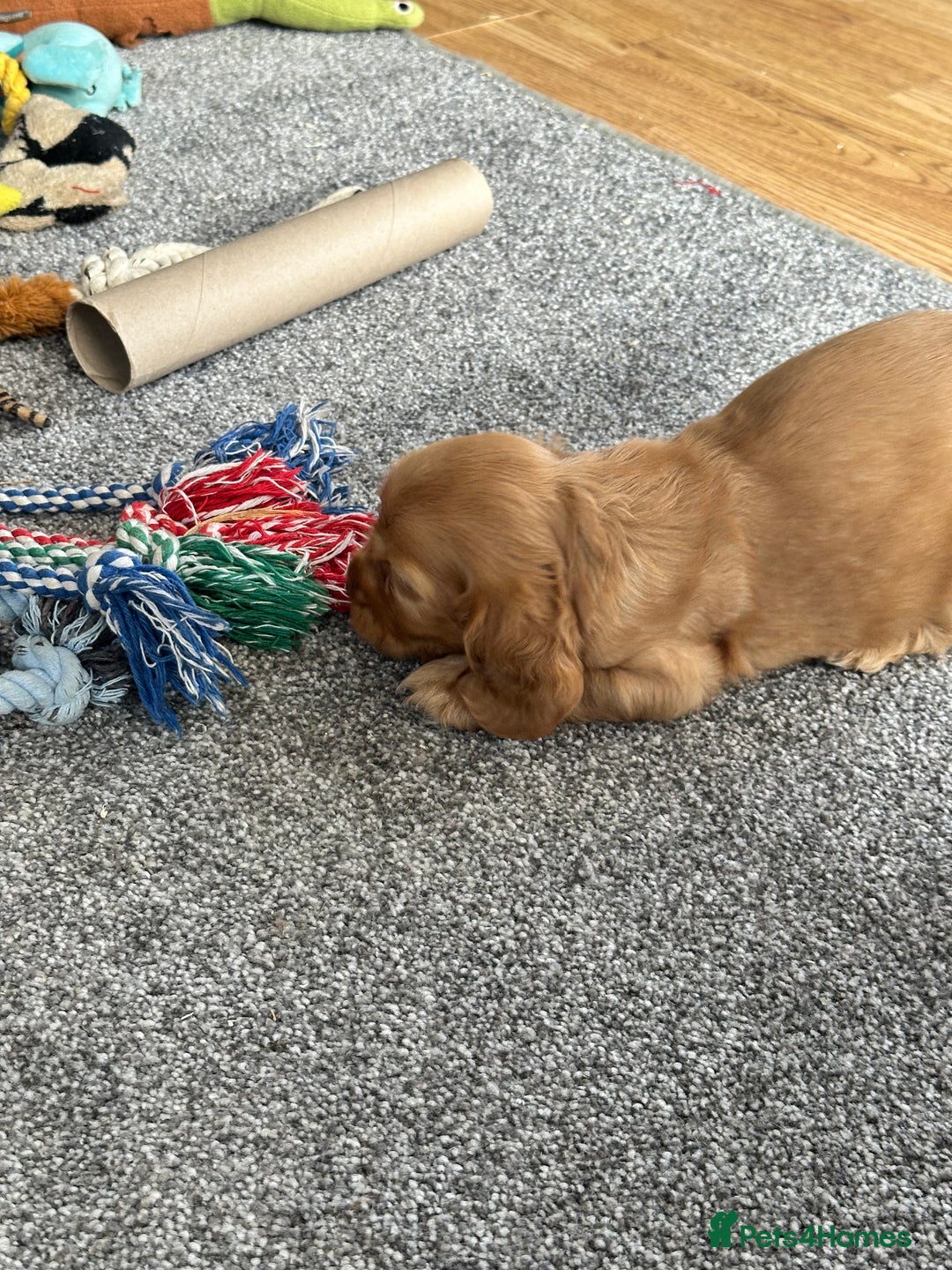 Cocker Spaniel dogs for sale: Handsome boys - Image 17