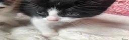 Domestic Shorthair cats for sale: Black and white domestic short hair boy kittens in Buxton - Advert 6