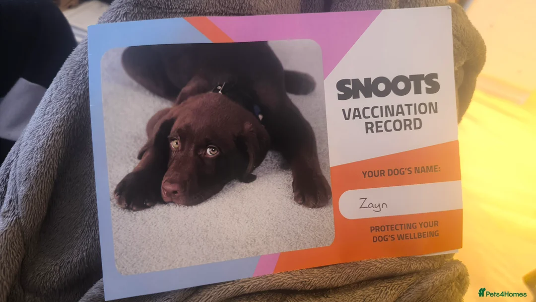 Siberian Husky dogs for sale: Siberian husky male puppy sale in London - Advert 4