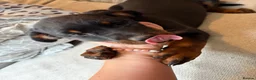 Mixed Breed dogs for sale: 6 Rottweiler catahoula bully puppies  - Advert 23