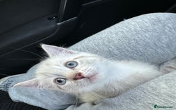 Mixed Breed cats for sale: 2 kittens  - Image 6