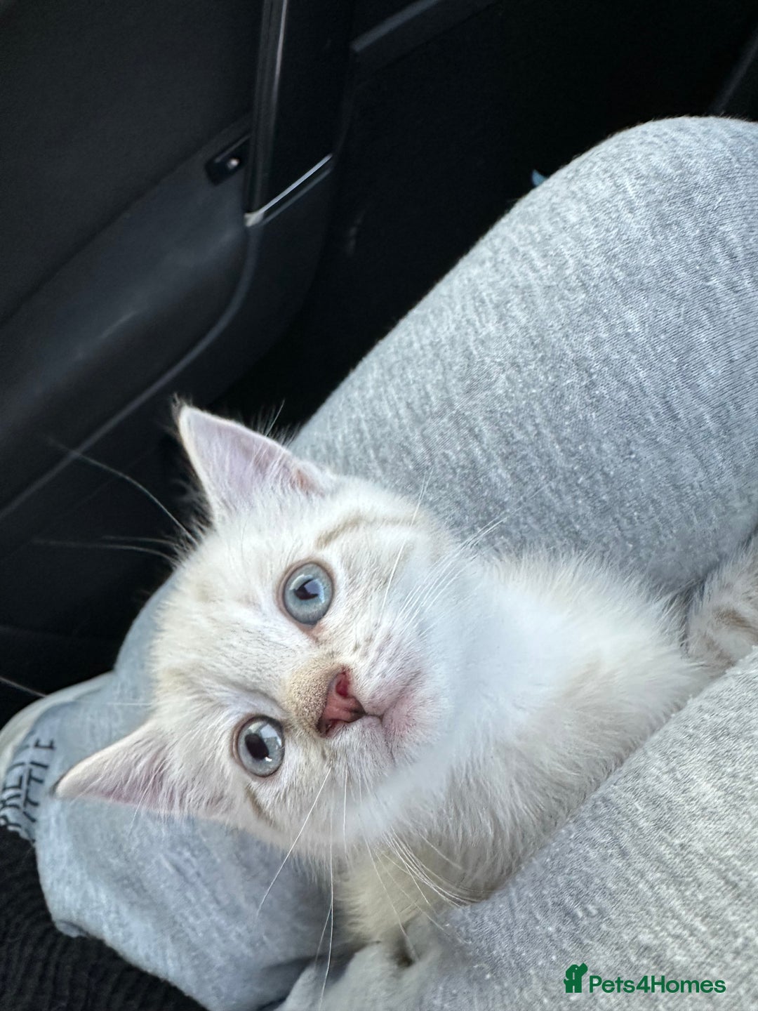 Mixed Breed cats for sale: 2 kittens  - Image 6
