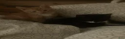 Domestic Shorthair cats for sale: 3 beautiful kittens is ready to go - Advert 6