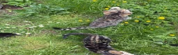 Bengal cats for sale: Bengal Mix Ready! - please read bio - Advert 14