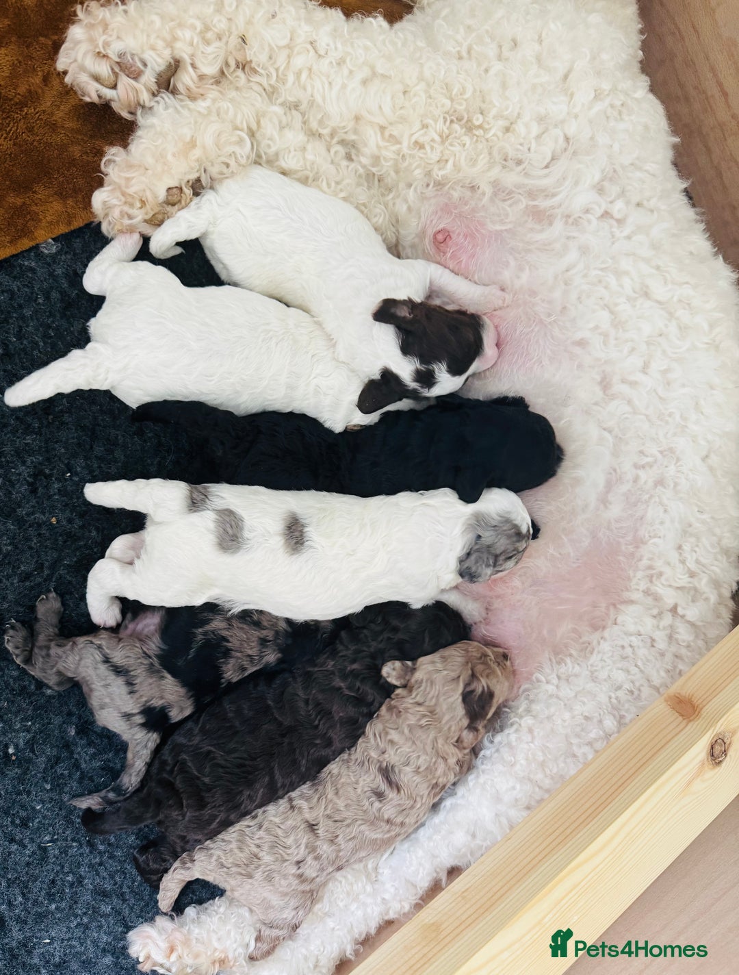 Labradoodle dogs for sale: Only 2 left. Beautiful unique coated labradoodles  - Image 6