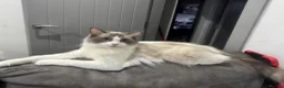 Ragdoll cats for sale: Beautiful ragdoll female  - Advert 5