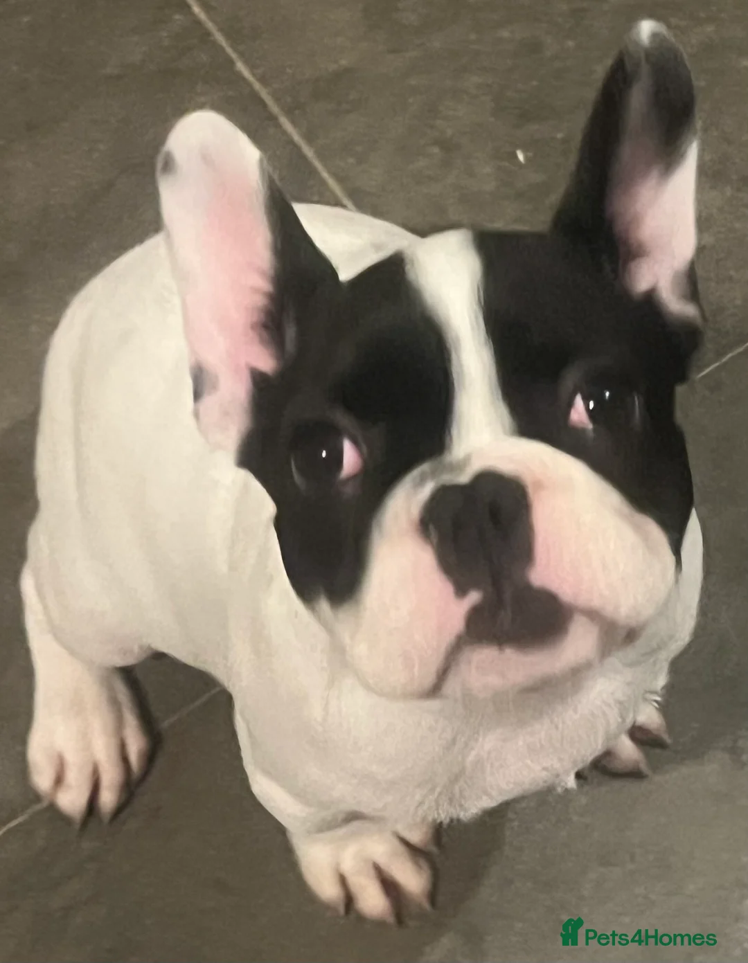 French Bulldog dogs for sale: Beautiful frenchie girl - Advert 1