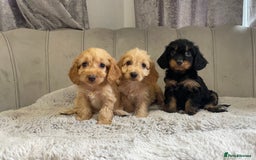 Cockapoo dogs for sale: Beautiful F1 cockapoos ready now  - Image 11