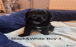 Cockapoo dogs for sale: Cockapoo puppies - Image 8