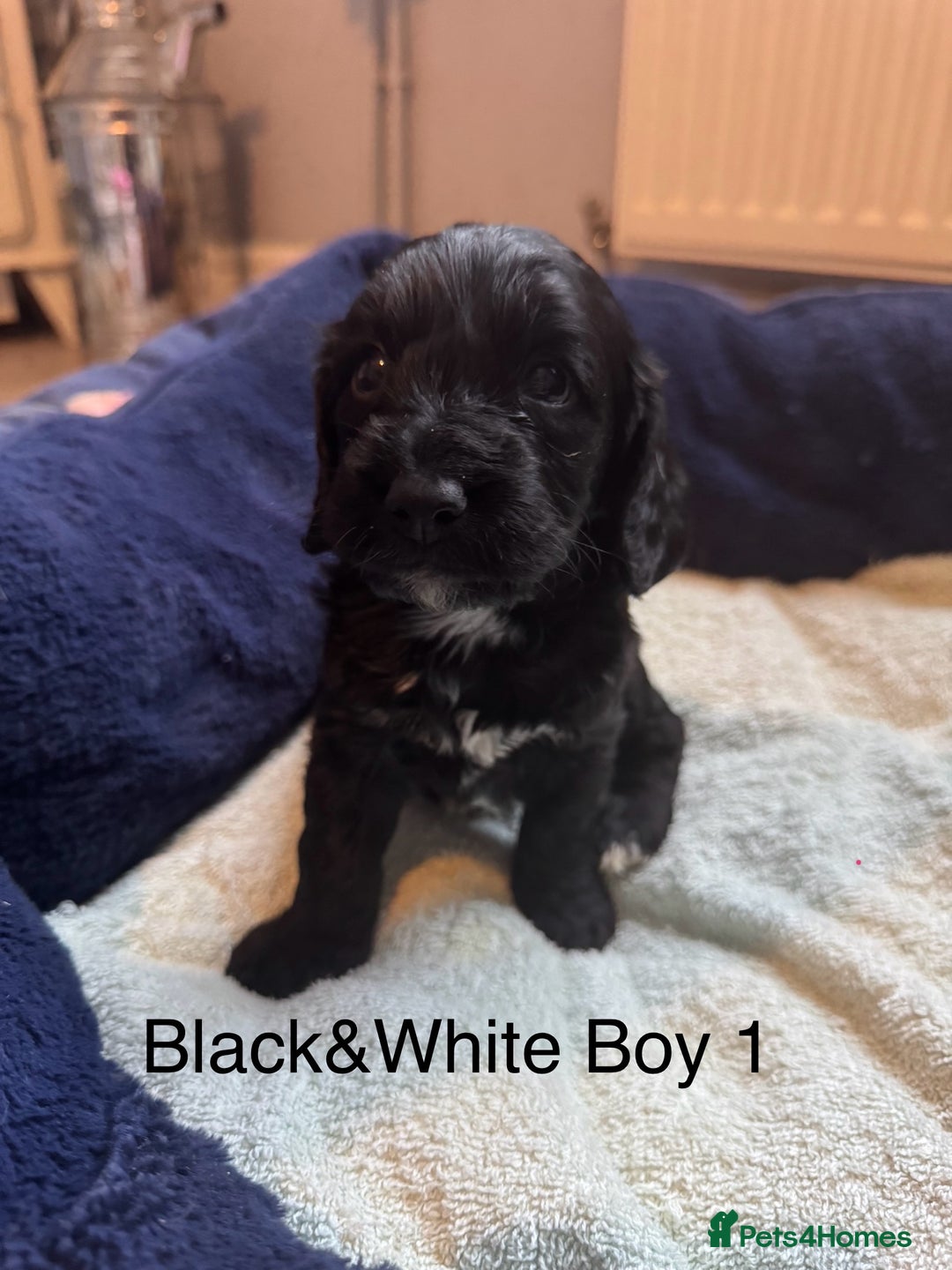 Cockapoo dogs for sale: Cockapoo puppies - Image 8
