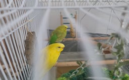 Budgerigars birds for sale: Budgies  - Image 9