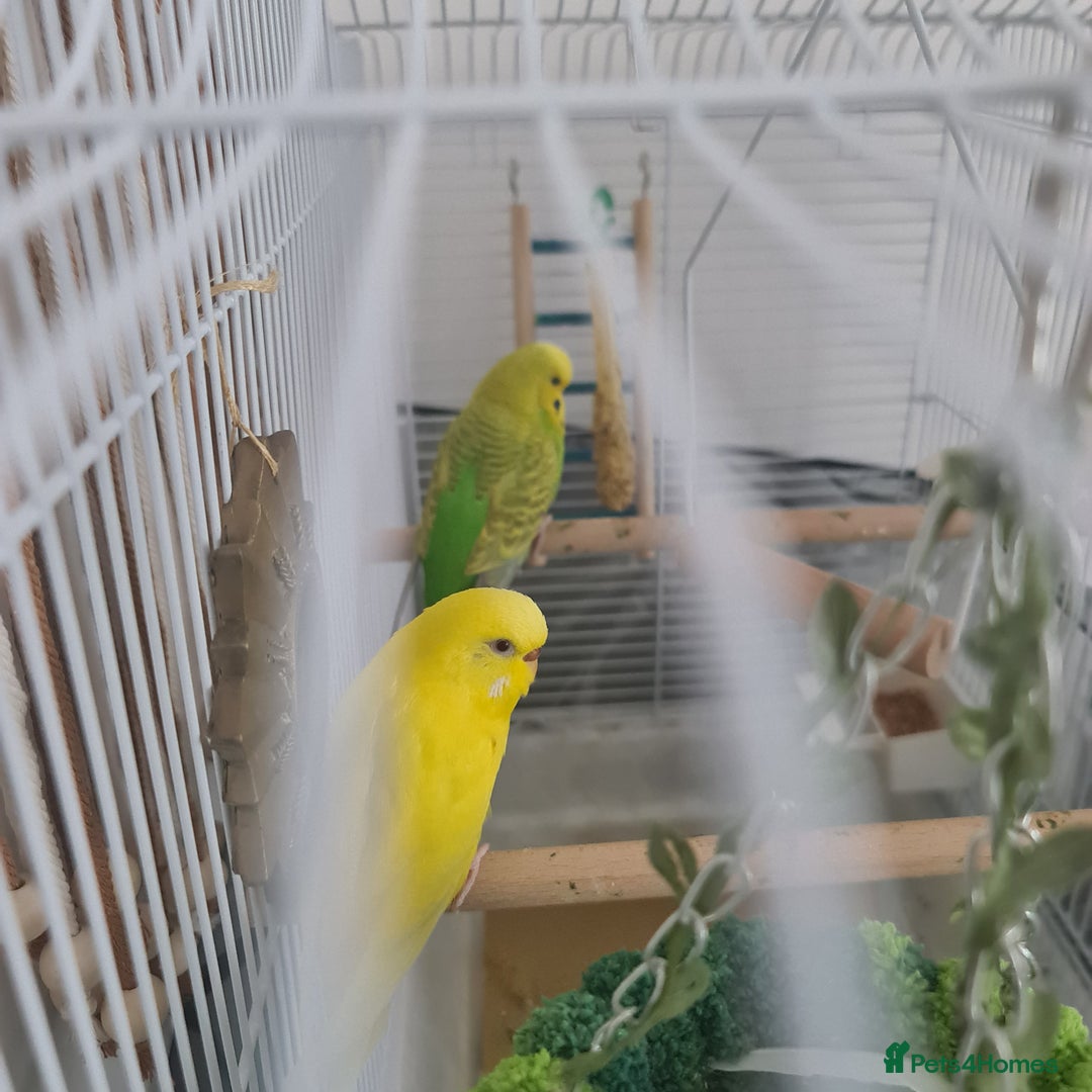 Budgerigars birds for sale: Budgies  - Image 9