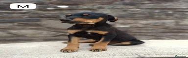 Mixed Breed 1